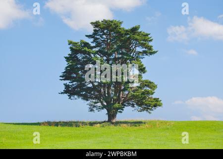 Un seul vieux pin à Oberaegeri, Suisse, Kanton Zug Banque D'Images