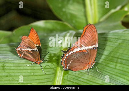 Page rouillée, Siproeta brune (Siproeta epaphus), distribution : Amérique centrale et du Sud Banque D'Images