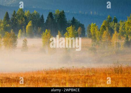 Gaufrettes de brume et de forêt à Rothenthurm haute lande au lever du soleil, Suisse, Schwyz Banque D'Images