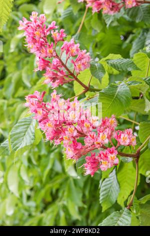 Châtaignier rouge, châtaigne rose (Aesculus carnea 'Briotii', Aesculus carnea Briotii, Aesculus x carnea), fleurs du cultivar Briotii Banque D'Images