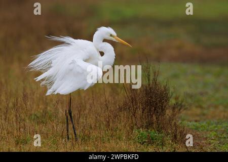 Grande aigrette, Grande aigrette blanche (Egretta alba, Casmerodius albus, Ardea alba), debout dans un marais, vue de côté, Italie, Toscane, Florence Banque D'Images