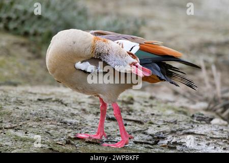 Oie égyptienne (Alopochen aegyptiacus), en soins intensifs de plumage, Allemagne Banque D'Images