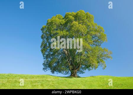 Unique, grand arbre à citron vert à Oberaegeri, Suisse, Kanton Zug Banque D'Images
