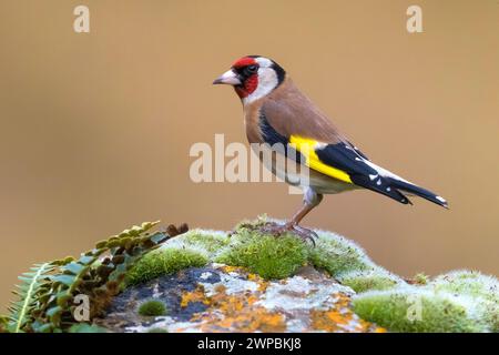 Ordfinch eurasien, ordfinch européen, ordfinch (Carduelis carduelis), mâle perché sur une pierre moussue et léchée, vue de côté, Italie, Toscane Banque D'Images