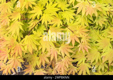 Érable Shirasawa, érable pleine lune (Acer shirasawanum 'Autumn Moon', Acer shirasawanum Autumn Moon), feuilles du cultivar Autumn Moon Banque D'Images