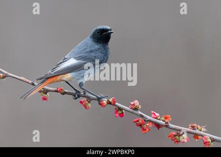 Rouge rouge (Phoenicurus ochruros), mâle perché sur une branche à fleurs rouges, Italie, Toscane, Piana fiorentina ; Stagno di Peretola, Firenze Banque D'Images