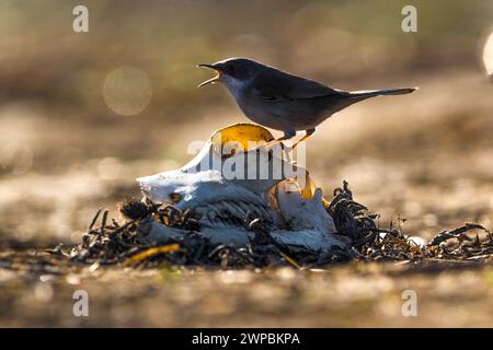Paruline sarde (Sylvia melanocephala), perches appelant d'un crâne animal, vue de côté, Italie, Toscane Banque D'Images