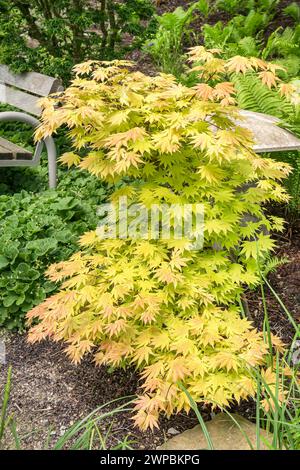 Érable Shirasawa, érable pleine lune (Acer shirasawanum 'Autumn Moon', Acer shirasawanum Autumn Moon), cultivar Autumn Moon Banque D'Images