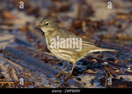 Pitpit de roche, pipite de roche européen, pipite de roche eurasien (Anthus petrosus), perché sur une branche dans l'eau, vue de côté, Italie, Toscane, Marina di Pisa Banque D'Images