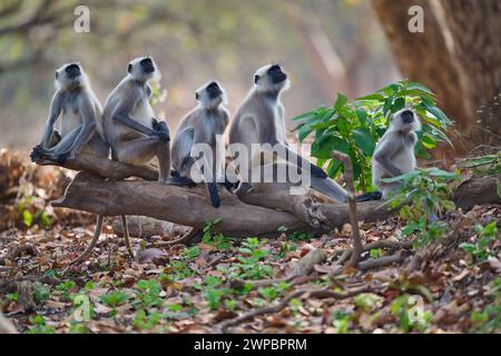 Singe Gray Langur, parc national de Kanha, Inde Banque D'Images