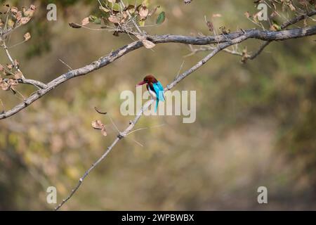 kingfisher à gorge blanche sur une branche, Inde Banque D'Images
