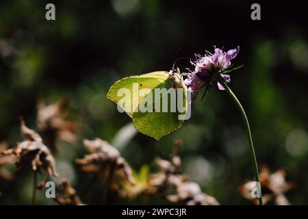 Joli petit papillon sur une fleur ( Gonepteryx rhamni ) Banque D'Images