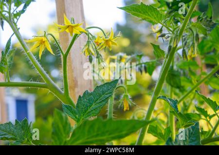 Plants de tomates en fleurs avec des fleurs jaunes dans le jardin. Banque D'Images