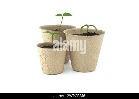 De petits plants verts germant de sol brun foncé contenus dans des pots ronds, brun clair biodégradables, isolés sur fond blanc Banque D'Images