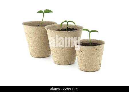 De petits plants verts germant de sol brun foncé contenus dans des pots ronds, brun clair biodégradables, isolés sur fond blanc Banque D'Images