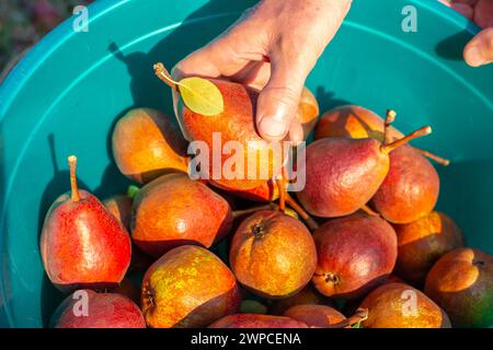 Farmer récolte des poires rouges de la variété préférée de Klapp. Un bol plein de fruits. Banque D'Images