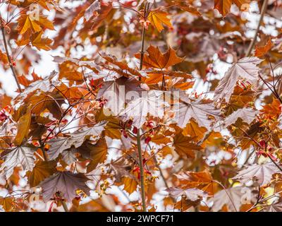 Branche arborescente aux feuilles rouge foncé, Acer platanoides, le roi de cramoisi d'érable de Norvège. Crimson King acutifoliate d'érable rouge, jeune plante avec backgro vert Banque D'Images