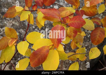 Feuilles d'automne jaunes et rouges devant un rocher gris dans les montagnes de Beartooth, Montana Banque D'Images