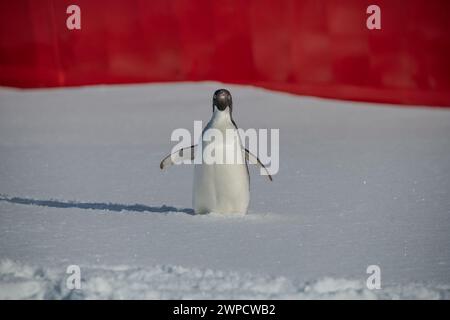 Antarctique. 3 février 2024. Un pingouin est vu devant l'étoile polaire du Cutter de la Garde côtière américaine (WAGB 10) tandis qu'à côté de la plate-forme de glace Ross, Antarctique, le 3 février 2024. Polar Star est en route vers l'Antarctique pour soutenir l'opération Deep Freeze, un service commun, opération de soutien inter-agences pour la National Science Foundation, qui gère le programme antarctique des États-Unis. (Photo de Ryan graves) (crédit image : © U.S. Coast Guard/ZUMA Press Wire) USAGE ÉDITORIAL SEULEMENT! Non destiné à UN USAGE commercial ! Banque D'Images