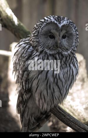 East European Ural owl (Strix uralensis uralensis). Banque D'Images