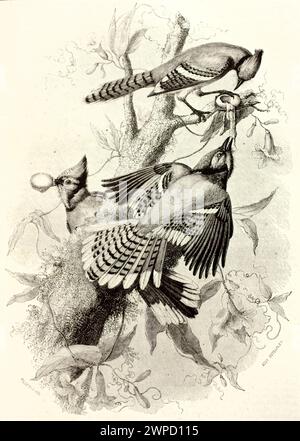 Illustration gravée du jay bleu (Cyanocitta cristata) dans un cadre naturel. Par Freeman d'après Audubon, publié dans magasin pittoresque, Paris, 1852. Banque D'Images