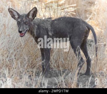 Chiot coyote montrant une perte de cheveux et une peau foncée, probablement infecté par la gale. Réserve régionale de Round Valley, comté de Contra Costa, Californie. Banque D'Images