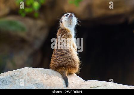 Jeune suricat perché sur un rocher, capturé par derrière alors qu'il regarde vers le haut. La faune et le contexte lié à la nature. Banque D'Images