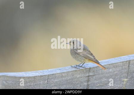 Une Redstart noire assise sur une clôture en bois, journée ensoleillée en été dans les Alpes italiennes mal Italie Banque D'Images