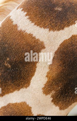 Gros plan détaillé de la texture de la peau de la vache Banque D'Images