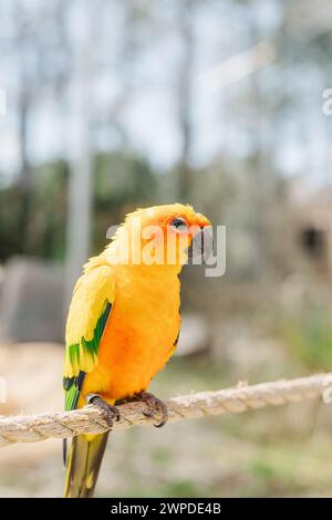 Un perroquet au plumage vert et jaune éclatant perché sur une corde Banque D'Images