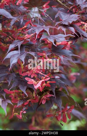 Acer palmatum Oshio beni, érable japonais Oshio beni, feuilles rouge foncé, graines ailées rouges plus claires, Banque D'Images