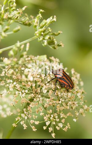 Insecte rayé italien Graphosoma Italicum sur la fleur d'Apiaceae Banque D'Images