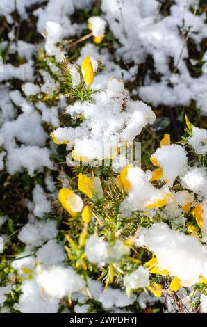 Mise au point sélective. Arbuste aux fleurs jaunes recouvert de neige au printemps. Gorse, Ulex europaeus Banque D'Images