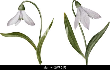 Goutte de neige aquarelle de fleur dessinée à la main et feuilles vertes. Collection de fleurs printanières Galanthus. Concept printemps, primevre, pâques, botanique Illustration de Vecteur
