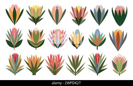 Ensemble de différentes fleurs de protéa dessinées à la main. Illustration de Vecteur