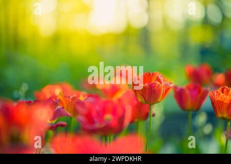 Vue rapprochée sur la nature des tulipes rouges étonnantes qui fleurissent dans le jardin. Fleurs printanières sous la lumière du soleil. Plantes de fleurs ensoleillées naturelles paysage romantique Banque D'Images