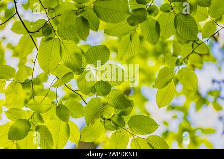 Fond de feuilles vertes. Belle nature de feuille verte dans le jardin à l'été. Plantes vertes naturelles de feuilles utilisant comme fond de fraîcheur d'été de printemps Banque D'Images