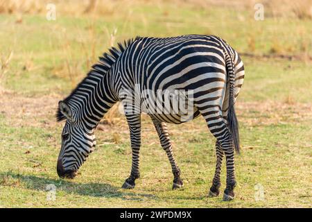 Une femelle lourdement enceinte des zèbres de Crawshay (Equus quagga crawshayi) paissant dans le parc national de South Luangwa en Zambie, Afrique australe Banque D'Images