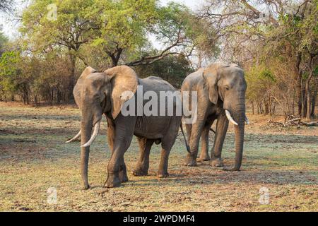 Deux jeunes éléphants taureaux d’Afrique (Loxodonta Africana) debout dans une clairière du parc national de South Luangwa, Zambie, Afrique australe Banque D'Images