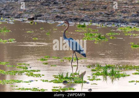 Un héron goliath (Ardea goliath) dans un plan d'eau dans le parc national de South Luangwa, Zambie, Afrique australe Banque D'Images