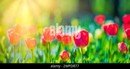 Fleurs de tulipes fraîches étonnantes fleurissant dans le champ de tulipes sous fond de fleurs de tulipes floues sous la lumière du coucher du soleil. Nature printanière romantique magnifique Banque D'Images