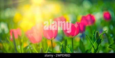 Vue rapprochée sur la nature des tulipes roses rouges étonnantes fleurissant dans le jardin. Fleurs printanières sous la lumière du soleil. Plantes de fleurs ensoleillées naturelles paysage et flou Banque D'Images
