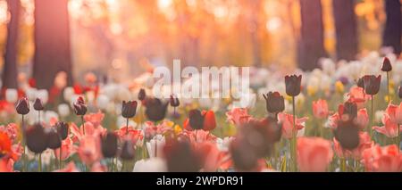 Fleurs de tulipes fraîches étonnantes fleurissant dans le champ de tulipes sous fond de fleurs de tulipes floues sous la lumière du coucher du soleil. Nature printanière romantique magnifique Banque D'Images