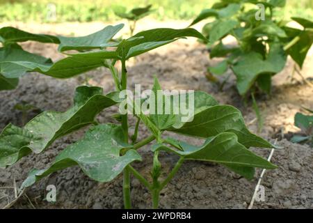 Un arbuste de haricots verts sans gousses encore. Le buisson pousse dans le jardin. Banque D'Images