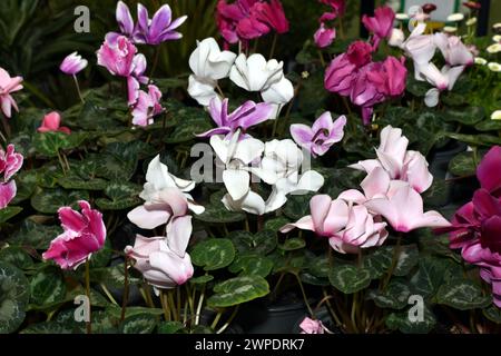 Gros plan de fleurs poussant dans des pots appelés cyclamen, tons roses et blancs. Banque D'Images