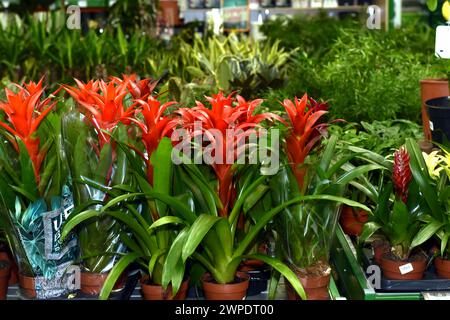 Fleurs de maison poussant dans des pots appelés Guzmania. Banque D'Images