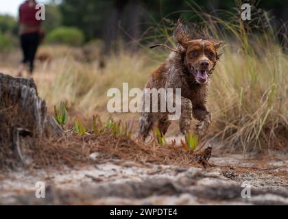 Un Springer anglais sprint sur un chemin de terre à travers une prairie luxuriante Banque D'Images