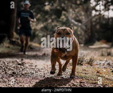 Un American Pit Bull Terrier brun courant vers la caméra Banque D'Images