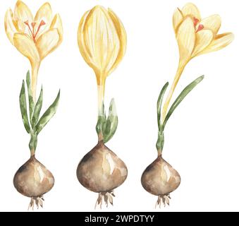 Fleur de crocus jaune avec bulbe Clipart Set, Aquarelle stades de croissance de la plante, illustration de croissance florale, clip art de biologie Banque D'Images