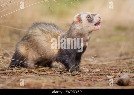 Furet de couleur standard posant sur le sentier forestier et la souche Banque D'Images